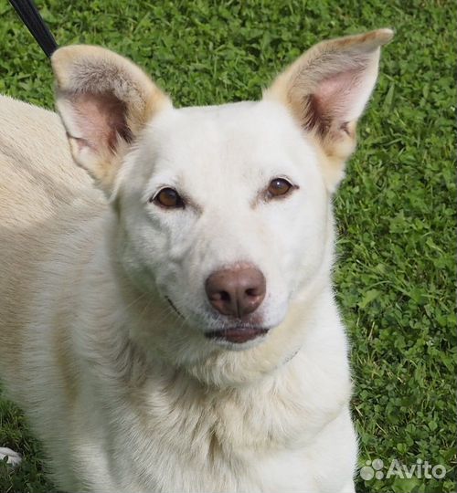 Он обожает целоваться. А в приюте не с кем