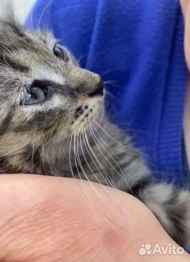 Котята пушистики