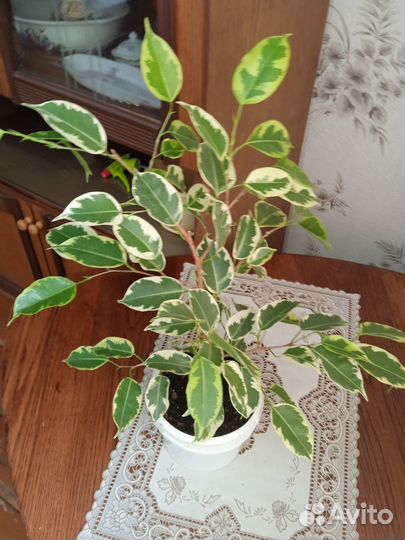 Фикус бенджамина