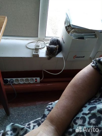 Котята в добрые руки мальчики