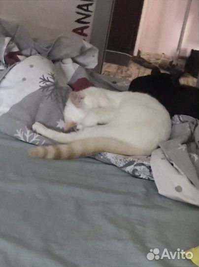 Кошка в дар