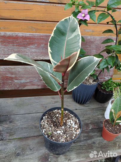 Фикус эластика 'Тинеке'