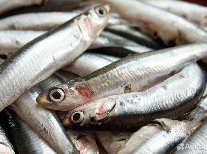 Рыбный магазин – готовый бизнес