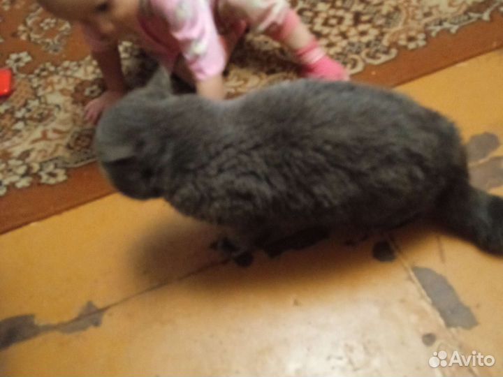 Британец кот вязка