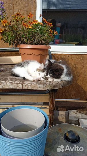 Две прекрасные девочки