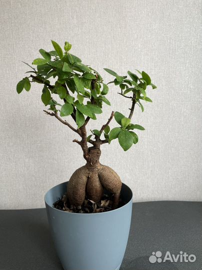 Монстера, фикус