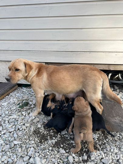 Щенки в добрые руки