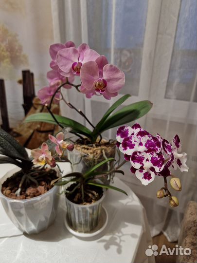 Орхидея фаленопсис