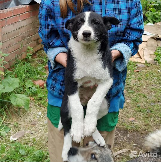 Щенки