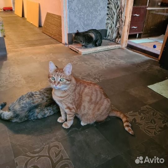 Кошка Рыжуля