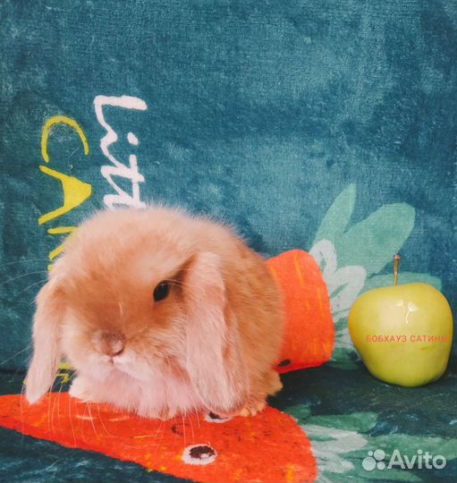 Кролик чистокровный карликовый баран