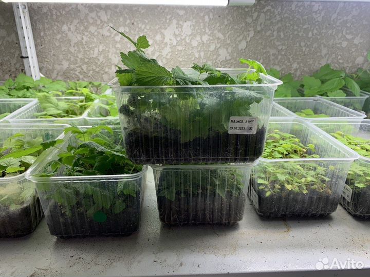 Саженцы малины