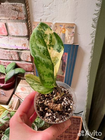Филодендрон карамель марбл вариегатный и аглаонема