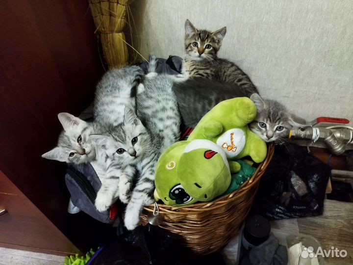 Кошка в дар бесплатно