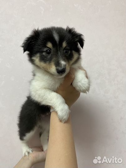 Щенки шелти