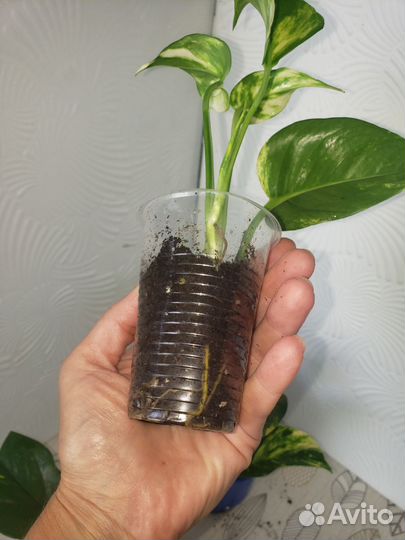 Эпипремнум золотистый