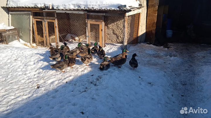 Утки дикие подсадные для охоты