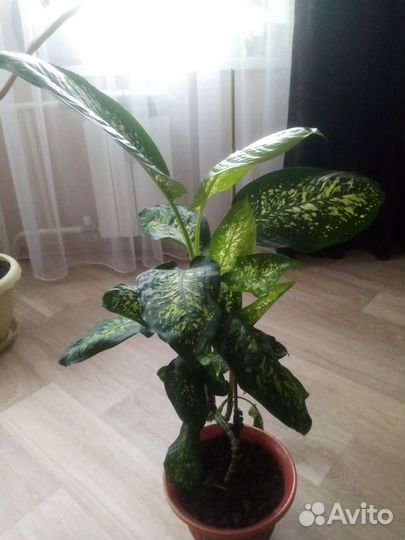 Монстера, диффимбахия