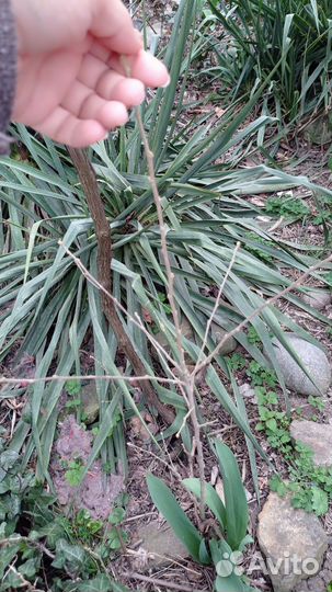 Фиалки, гибискус,золотой ус, сирень