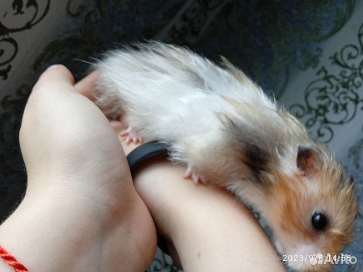 Сирийский хомяк