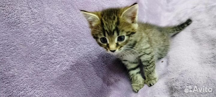 Котята белые