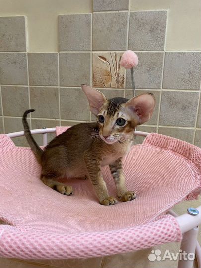 Ориентальные котята экстрим