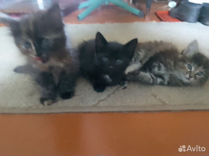 Отдам котенка в добрые руки