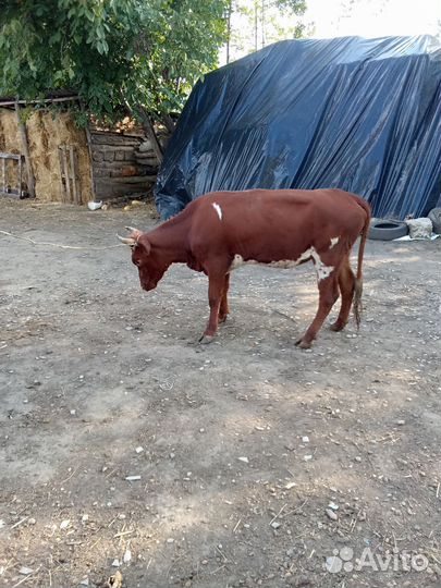 Продаю двух тёлок