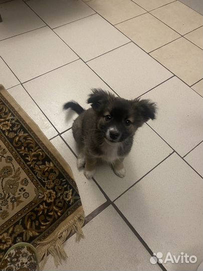 Щенки в добрые рук