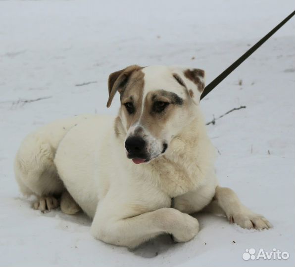 Красивый статный пес из приюта ищет дом