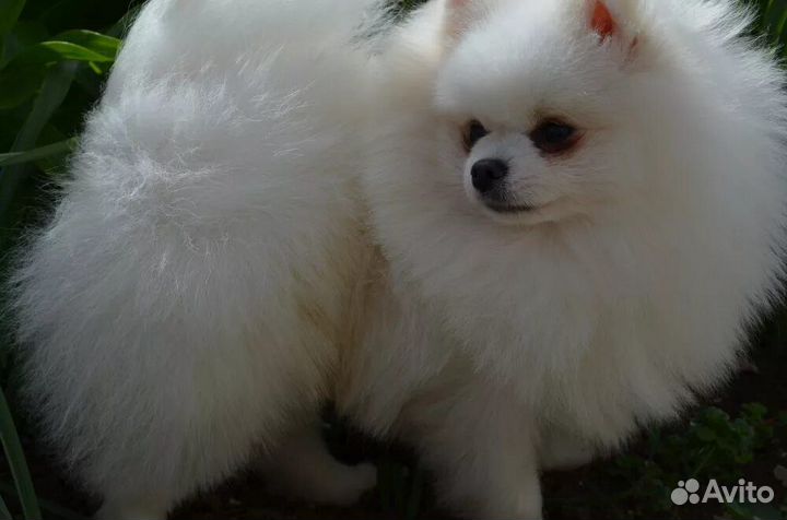 Померанский шпиц мини щенки