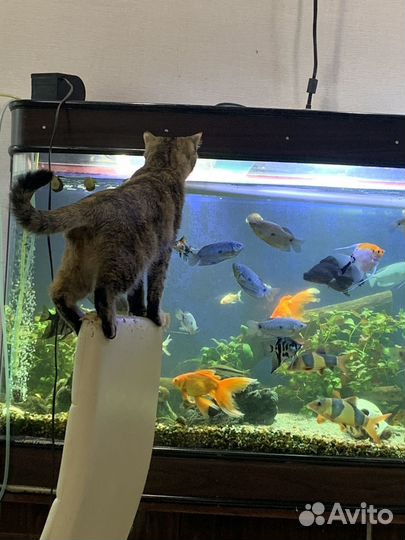 Аквариум 560л
