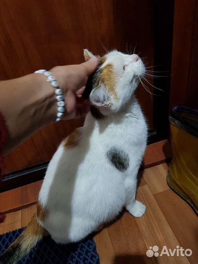 Кошка ищет дом в добрые руки