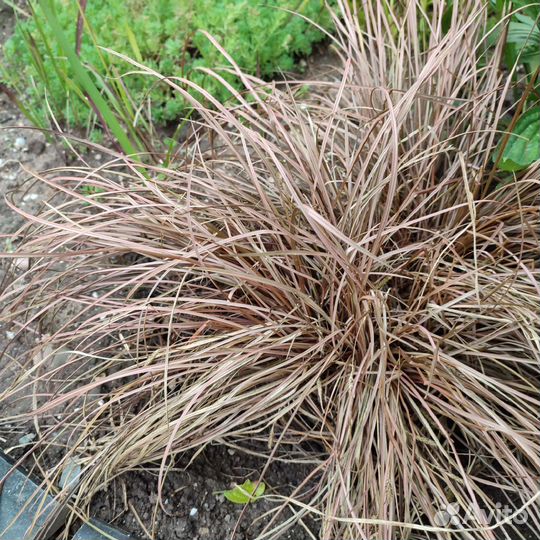 Цветы садовые