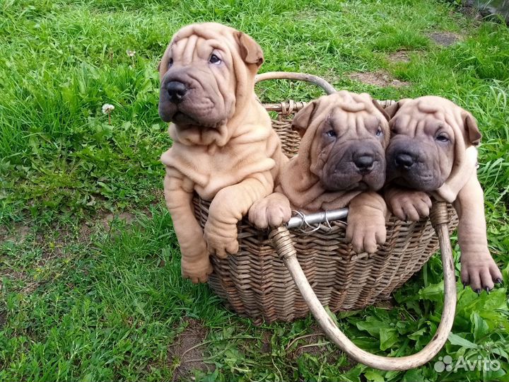 Шарпей щенки