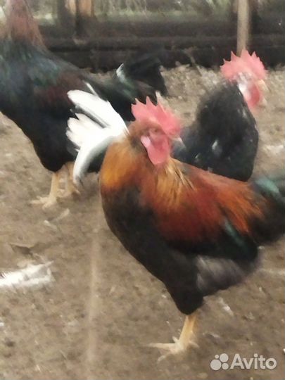 Молодые петухи