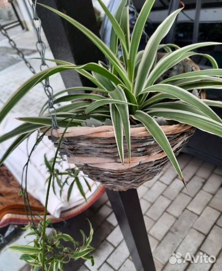 Хлорофитум