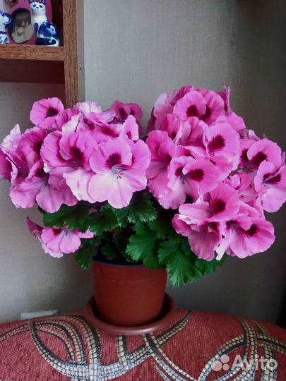 Пеларгония герань