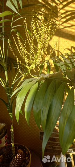 Комнатные растения