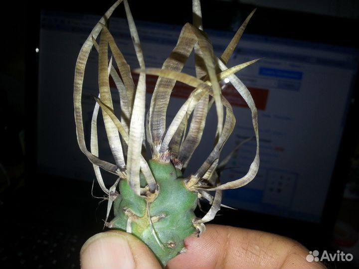 Кактус.tephrocactus articulatus v.papyracantus