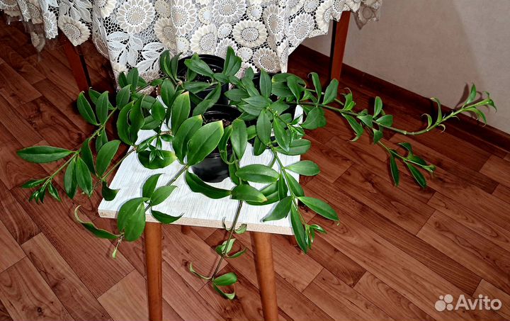 Эсхинантус Прекрасный, Жар-Птица