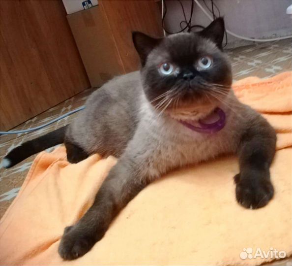 Кот в добрые руки