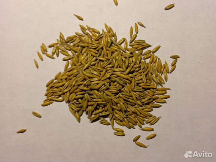 Семена овса