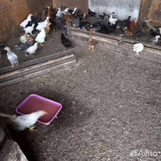 Цыплята подрощенные