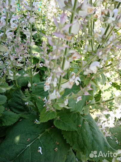 Шалфей мускатный