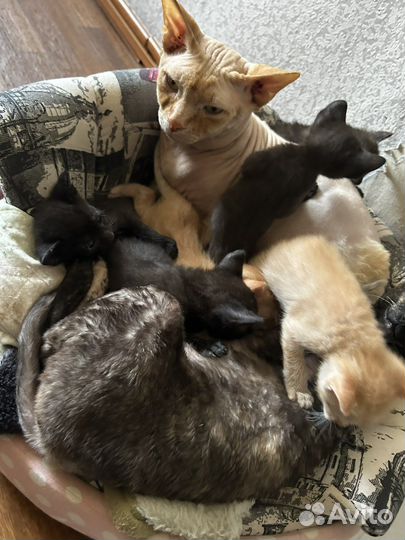 Котята корниш-рекс