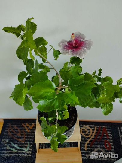 Сортовые гибискусы