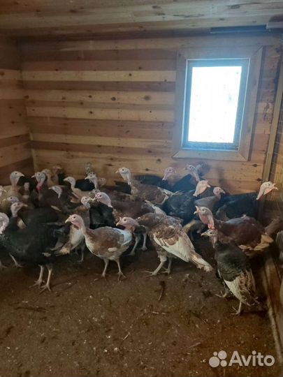 Индюки, Цесарки