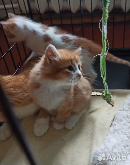 Котята в добрые руки 1,5 мес