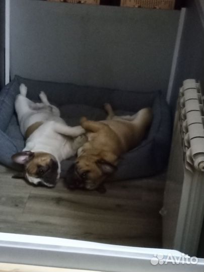 Вязка собак